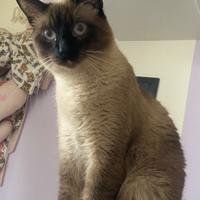 Cuccioli Siamese Thai