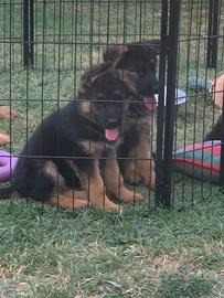 Cuccioli pastori tedeschi
