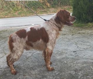 Spaniel breton tre anni