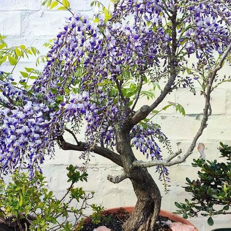 Pre bonsai di glicine yamadori usato  Ravenna