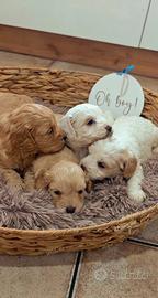 Maltipoo