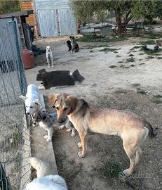 Cani di varia taglia ed età