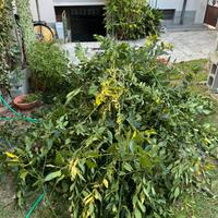 Rami e foglie di alloro