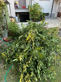 Rami e foglie di alloro