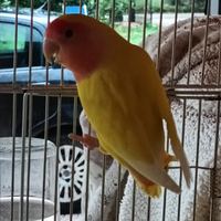 Femmina inseparabili