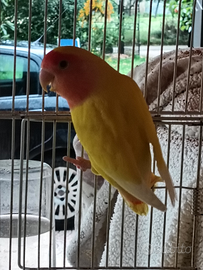 Femmina inseparabili