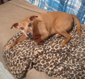 Pincher con Microchip