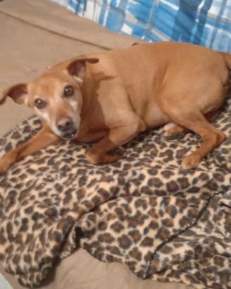 Pincher con Microchip