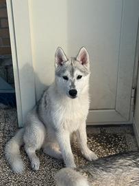 Siberian husky enci