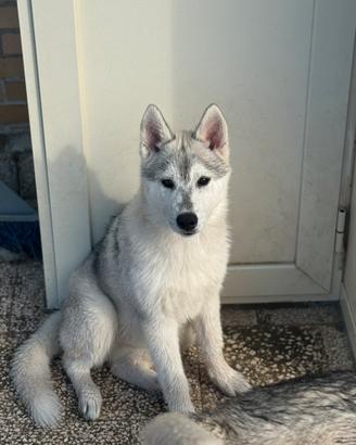 Siberian husky enci