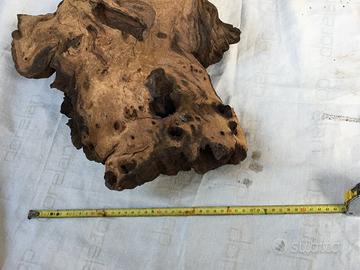 Radice x acquario xxxl