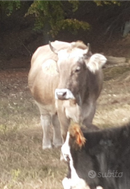 Bruna alpina originale