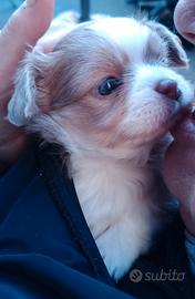 Chihaha lilach ipertipica prenotabile