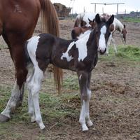 Paint tobiano black