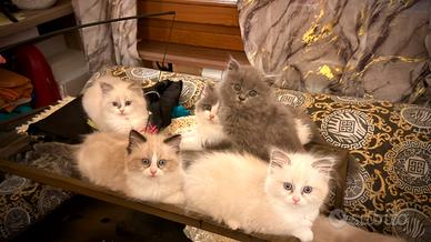 Cucciole ragdoll di alta genealogia disponibili