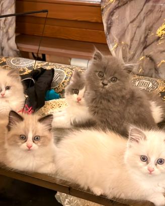 Cucciole ragdoll di alta genealogia disponibili