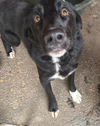 Cane incrocio Border Collie