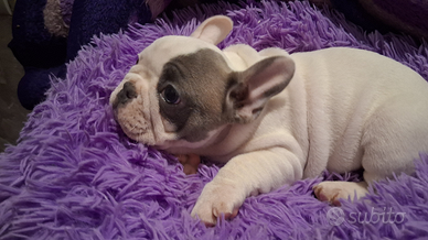 Bulldog francese