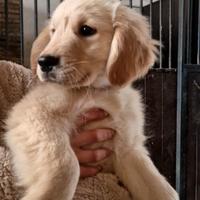 Pedigree enci Golden retriever