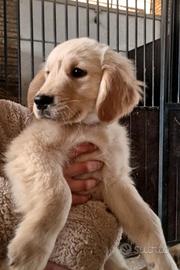 Pedigree enci Golden retriever