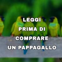 Pappagallo
