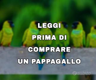 Pappagallo