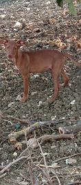 Cucciola di Cirneca Beagle ,di 4 mesi