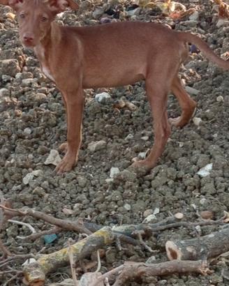 Cucciola di Cirneca Beagle ,di 4 mesi