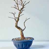 Bonsai frassino