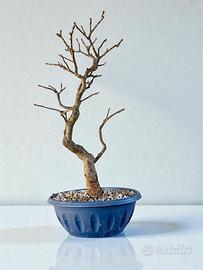 Bonsai frassino