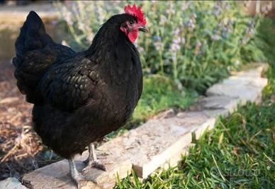 Pulcini australorp