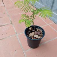 Pianta in vaso Metasequoia glyptostroboides h25 30