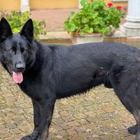 Cucciolli pastore tedesco