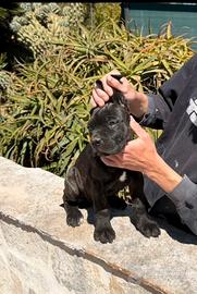 Femminuccia di cane corso 80 gg