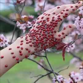 Badante baby sitter e pulizie