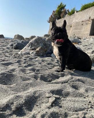 Bulldog francese