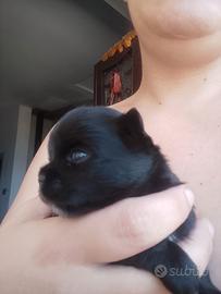 chihuahua ciwawa chiuaua 