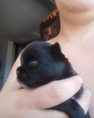 chihuahua ciwawa chiuaua 