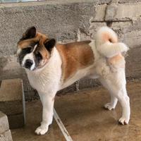 Akita americano maschio