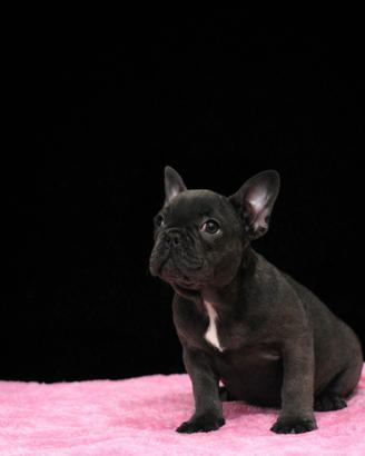 Bulldog francesi cuccioli