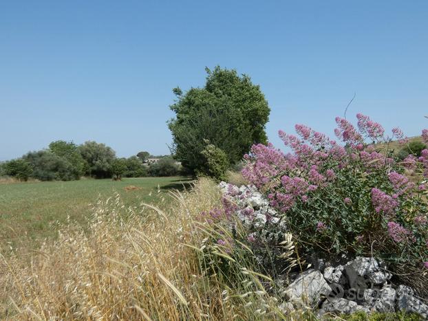 Territorio di Noto, terreno vicino fiume Manghisi