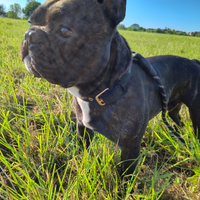 Bulldog francese per accoppiamento