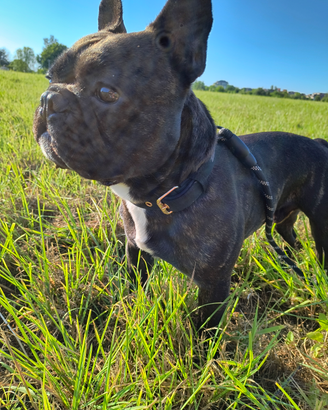 Bulldog francese per accoppiamento