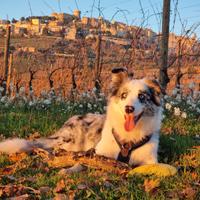 Border Collie per accoppiamento