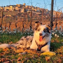 Border Collie per accoppiamento