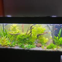 PROMO NATALIZIA PIANTE ACQUARIO