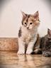 cucciola-di-maine-coon-splendida-gattina