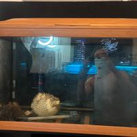 Acquario Cayman