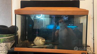 Acquario Cayman