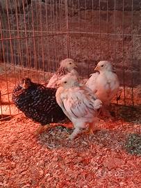 Pulcinotti di gallina brahma,amrocks e ovaiola